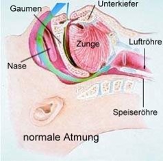 Normale Atmung